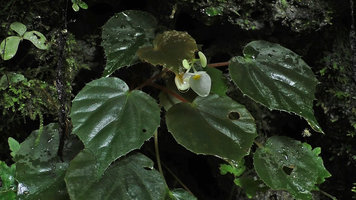 Begonia cf. gemella male inflorescence, Camba, Maros, South Sulawesi