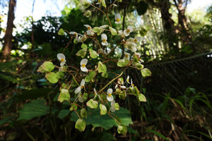 Begonia popenoei, an escaped Central American species, much branched inflorescence, male flowers at anthesis and maturing fruits, base of Buntu Burake, Tana Toraja, South Sulawesi