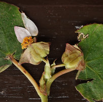 Begonia sp. nov., female flower and fruit, Buntu Burake, Makale, 1050 m asl, South Sulawesi