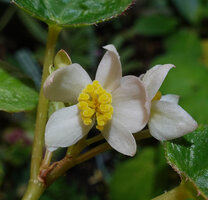 Begonia sp. nov., female flower, tepals and stigmatic lobes, Buntu Burake, Makale, South Sulawesi