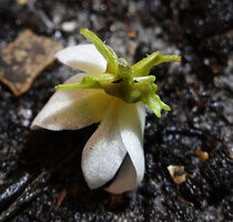 Begonia sp. nov., female flower with four winged ovary, Buntu Burake, Makale, South Sulawesi