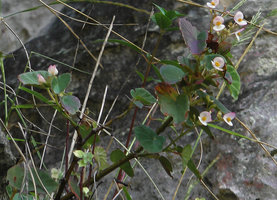 Begonia sp. nov., flowering individual with female and male flowers, Buntu Burake, 1050 m asl, Makale, South Sulawesi