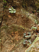 Begonia sp. nov. green and brown individuals, Cunca Wulang waterfall, Flores, Indonesia