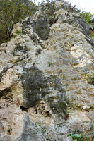 Begonia sp. nov. habitat,  in small holes and cracks on vertical totally exposed limestone cliff, Buntu Burake, Makale, 1050 m asl, South Sulawesi
