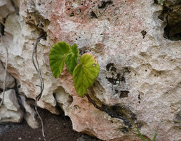 Begonia sp. nov. in a small crack on vertical totally exposed limestone cliff, Buntu Burake, Makale, 1050 m asl, South Sulawesi