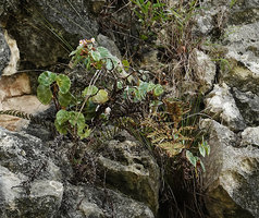 Begonia sp. nov., individual with silver variegated leaves and male flowers, Buntu Burake, Makale, 1050 m asl, South Sulawesi
