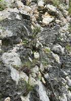Begonia sp. nov. in its cracks habitat on vertical exposed limestone ckliff, Buntu Burake, 1050 m asl, Makale, South Sulawesi