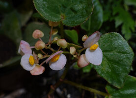 Begonia sp. nov., male flowers at anthesis, Buntu Burake, Makale, 1050 m asl, South Sulawesi