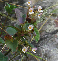 Begonia sp. nov., male two tepaled flowers, Buntu Burake, 1050 m asl, Makale, South Sulawesi