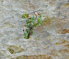 Begonia sp. nov., multistemmed individual emerging from a small hole in the vertical karst cluff, Buntu Burake, 1050 m asl, Makale, South Sulawesi