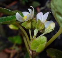 Begonia sp. nov., two female flowers with four winged ovaries, Buntu Burake, Makale, South Sulawesi