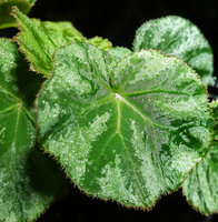 Begonia sp. nov., refractive silver blotched leaves due to empty epidermal cells filled with gaz, Buntu Burake, Makale, 1050 m asl, South Sulawesi