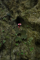 Begonia siccacaudata on limestone rocks, Bantimurung, South Sulawesi
