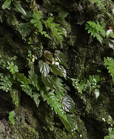 Begonia cf. gemella on mossy limestone rock, inflorescence with male flowers, Camba, Maros, South Sulawesi
