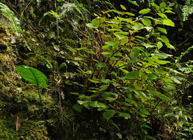 Begonia siregarii on mossy shaded vertical limestone rocks at the base of Gunung Kongkang, Buntu Pune, Tana Toraja, South Sulawesi