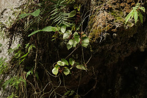 Begonia siregarii on vertical limestone rocks at the base of Gunung Kongkang, Buntu Pune, Tana Toraja, South Sulawesi