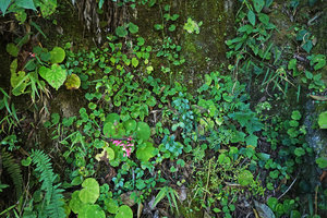 Begonia sp. on vertical rocky mossy bank, mixed with two Peperomia species and Pinguicula moranensis, 2000 m asl, Acul, Nebaj, Quiche, Guatemala