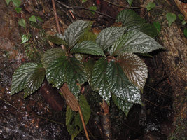 Begonia sp., plain brown form with erect stiff hairs, close up, Karawari, East Sepik, Papua New Guinea