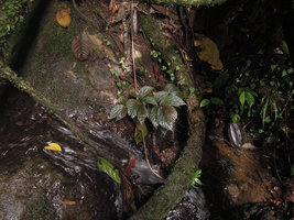 Begonia sp., plain brown form with erect stiff hairs, Karawari, East Sepik, Papua New Guinea