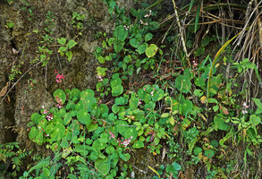 Begonia sp. population on vertical rocky bank with bright pink and white flowers, 2000 m asl, Acul, Nebaj, Quiche, Guatemala