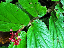 Begonia sp. sect. Petermannia, densely hairy stem, Malagufuk, Sorong, West Papua