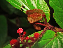 Begonia sp. sect. Petermannia, hairy winged ovary of the maturing fruit, Malagufuk, Sorong, West Papua