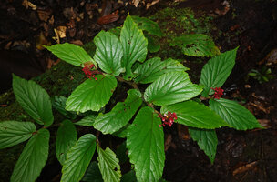 Begonia sp. sect. Petermannia, leaves and inflorescences, Malagufuk, Sorong, West Papua