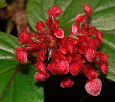 Begonia sp. sect. Petermannia, male flowers with densely hairy tepals, Malagufuk, Sorong, West Papua