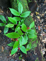 Begonia sp. sect. Petermannia on a mossy dead log in freshwater swamp forest, Malagufuk, Sorong, West Papua