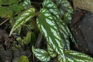 Begonia mariachristinae, silvery white refractive  blotches on leaf surface and hairy leaf margins, petioles and stems, Putao, Kachin, Myanmar