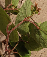 Begonia siregarii, stem, petiole and veins covered with dense hairs, base of Gunung Kongkang, Buntu Pune, Tana Toraja, South Sulawesi