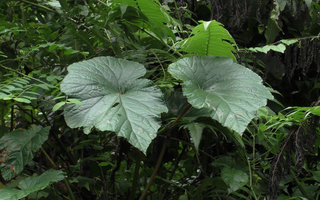 Begonia aptera, the leaves, Wara Barat, Palopo, South Sulawesi