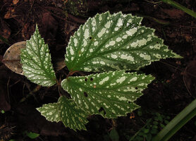 Begonia sp., the silver white spotted and edged form, Karawari, East Sepik, Papua New Guinea