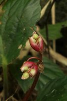 Begonia sp. with almost symmetric leaves, inflorescence, red bracts protecting the male flowers, Putao, Kachin, Myanmar