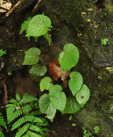 Begonia siregarii,  young individuals on mossy shaded vertical limestone rocks at the base of Gunung Kongkang, Buntu Pune, Tana Toraja, South Sulawesi