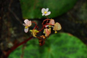 Begonia suborbiculata, flower and fruit close up, Taytay, Palawan, Philippines