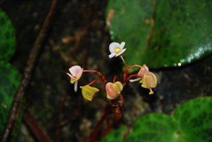 Begonia suborbiculata, flowers and fruits, Taytay, Palawan, Philippines