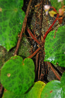 Begonia suborbiculata, hairy petioles, Taytay, Palawan, Philippines