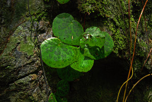 Begonia suborbiculata, leaf details, Taytay, Palawan, Philippines