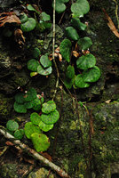 Begonia suborbiculata on vertical seeping rock, Taytay, Palawan, Philippines