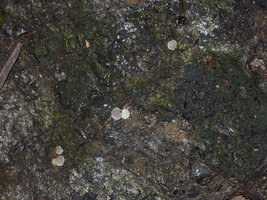 Begonia suborbiculata, seedlings on vertical rock during the dry season, Cataban Cuyaw-Yaw Falls, Palawan, Philippines