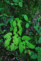 Begonia sutherlandii among mosses on vertical perhumid rocky bank, Royal Natal NP, South Africa