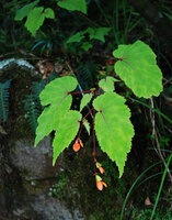 Begonia sutherlandii flowering on vertical rocky bank, Royal Natal NP, South Africa
