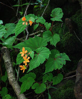 Begonia sutherlandii, inflorescences, Royal Natal NP, South Africa