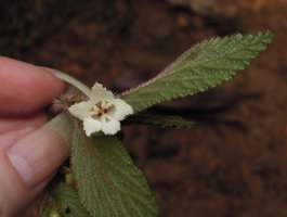 Begonia (Symbegonia) sp.1, female tubular flower with three double stigmates, Rondon Ridge, 2000 m asl, Mount Hagen, Papua New Guinea