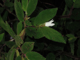 Begonia (Symbegonia) strigosa, female tubular flower, Rondon Ridge, 2000 m asl, Mount Hagen, Papua New Guinea