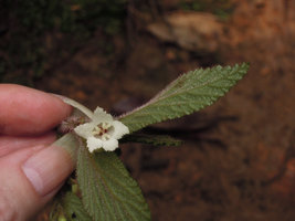 Begonia (Symbegonia) strigosa, female tubular flower with three double stigmates, Rondon Ridge, 2000 m asl, Mount Hagen, Papua New Guinea