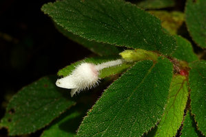 Begonia (Symbegonia)  strigosa, hispid male flower and warty leaves,Rondon Ridge, Mount Hagen, 2000 m asl, Papua New Guinea