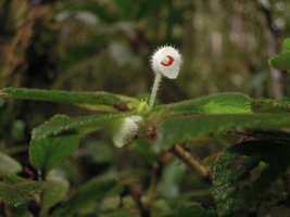 Begonia (Symbegonia) strigosa, male flower with bright red spot at the base of the tube, Rondon Ridge, 2000 m asl, Mount Hagen, Papua New Guinea