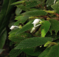 Begonia (Symbegonia) strigosa, warty leaves and male flowers, Rondon Ridge, 2000 m asl, Mount Hagen, Papua New Guinea